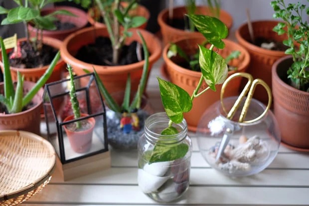 Hydroponic farming